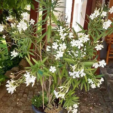 דירה Toplage Altstadthaus *