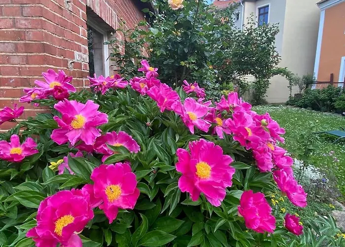 Апартаменты Toplage Altstadthaus