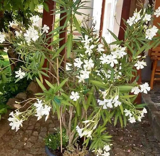 Апартаменты Toplage Altstadthaus *